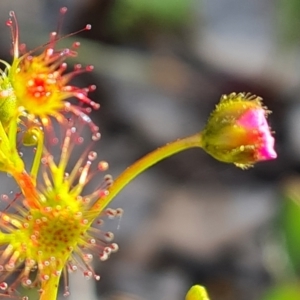 Drosera gunniana at Jerrabomberra, ACT - 7 Oct 2021