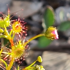 Drosera gunniana at Jerrabomberra, ACT - 7 Oct 2021