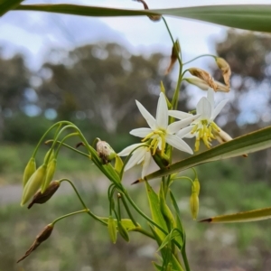 Stypandra glauca at Fadden, ACT - 7 Oct 2021