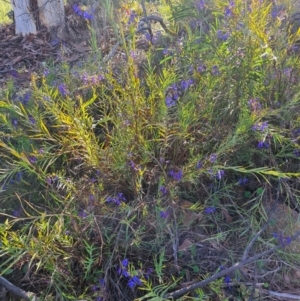 Stypandra glauca at Fadden, ACT - 7 Oct 2021