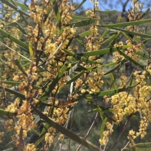 Acacia dawsonii at Majura, ACT - 6 Oct 2021 11:04 AM