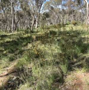 Acacia dawsonii at Majura, ACT - 6 Oct 2021 11:04 AM