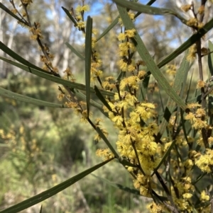 Acacia dawsonii at Majura, ACT - 6 Oct 2021 11:04 AM