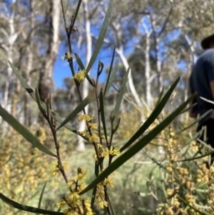 Acacia dawsonii at Majura, ACT - 6 Oct 2021 11:04 AM