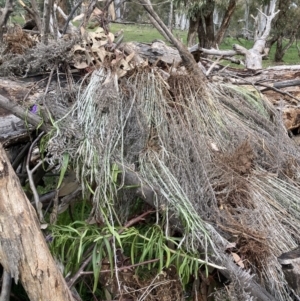 Chrysocephalum semipapposum at Hackett, ACT - 30 Sep 2021