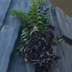 Cyrtomium falcatum (Holly Fern) at Bruce, ACT - 7 Oct 2021 by Ned_Johnston