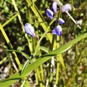 Comesperma volubile at Paddys River, ACT - 4 Oct 2021