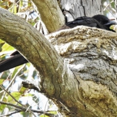 Corcorax melanorhamphos (White-winged Chough) at Uriarra Recreation Reserve - 5 Oct 2021 by JohnBundock