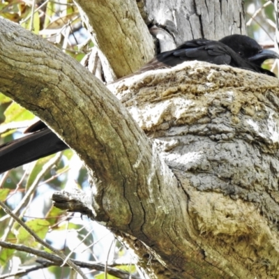 Corcorax melanorhamphos (White-winged Chough) at Uriarra Recreation Reserve - 5 Oct 2021 by JohnBundock