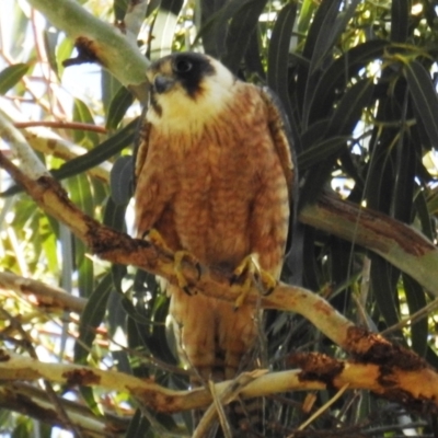 Falco longipennis (Australian Hobby) at Kambah, ACT - 7 Oct 2021 by HelenCross