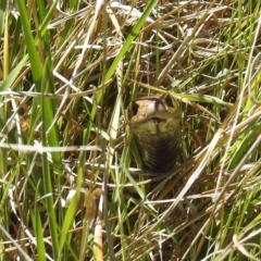 Pseudonaja textilis (Eastern Brown Snake) at Bullen Range - 4 Oct 2021 by HelenCross