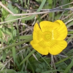 Ranunculus lappaceus (Australian Buttercup) at Steeple Flat, NSW - 7 Oct 2021 by Steve_Bok