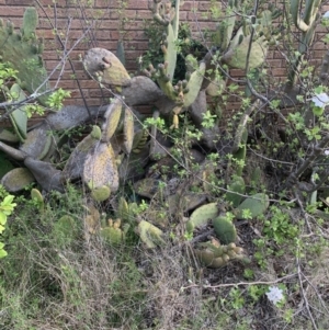 Opuntia ficus-indica at O'Malley, ACT - 7 Oct 2021 06:51 PM