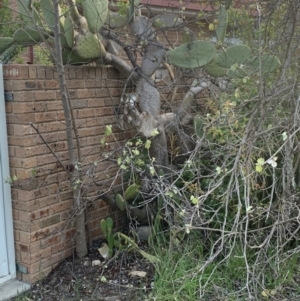 Opuntia ficus-indica at O'Malley, ACT - 7 Oct 2021 06:51 PM