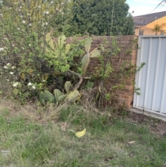 Opuntia ficus-indica at O'Malley, ACT - 7 Oct 2021