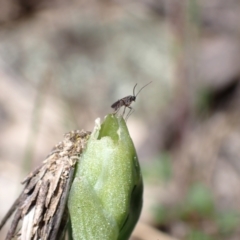 Cecidomyiidae (family) (Gall gnat) at Wanniassa Hill - 7 Oct 2021 by AnneG1