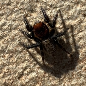 Maratus griseus at Murrumbateman, NSW - 7 Oct 2021