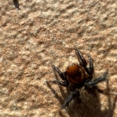 Maratus griseus at Murrumbateman, NSW - 7 Oct 2021 05:24 PM