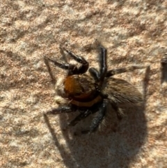 Maratus griseus at Murrumbateman, NSW - 7 Oct 2021