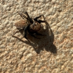 Maratus griseus at Murrumbateman, NSW - 7 Oct 2021 05:24 PM