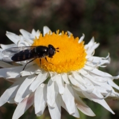 Syrphini (tribe) (Unidentified syrphine hover fly) at Tuggeranong DC, ACT - 7 Oct 2021 by AnneG1