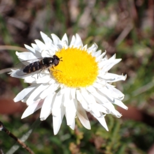 Syrphini sp. (tribe) at Tuggeranong DC, ACT - 7 Oct 2021