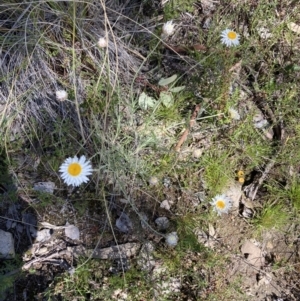 Syrphini sp. (tribe) at Tuggeranong DC, ACT - 7 Oct 2021