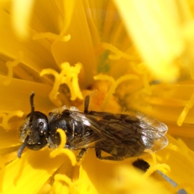 Lasioglossum (Chilalictus) lanarium (Halictid bee) at Tuggeranong DC, ACT - 7 Oct 2021 by AnneG1