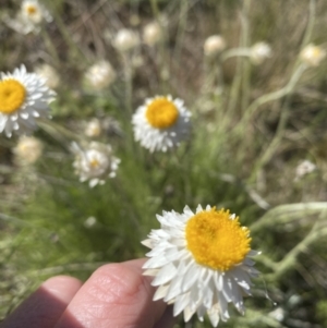 Leucochrysum albicans subsp. tricolor at Watson, ACT - 7 Oct 2021