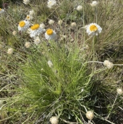 Leucochrysum albicans subsp. tricolor at Watson, ACT - 7 Oct 2021