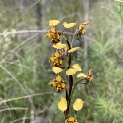 Diuris pardina (Leopard Doubletail) at Hackett, ACT - 5 Oct 2021 by rosiecooney