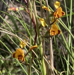 Diuris semilunulata (Late Leopard Orchid) at Wanniassa Hill - 6 Oct 2021 by AnneG1