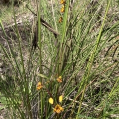 Diuris semilunulata at Jerrabomberra, ACT - suppressed