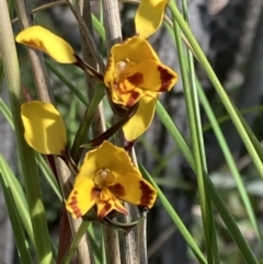 Diuris semilunulata at Jerrabomberra, ACT - suppressed