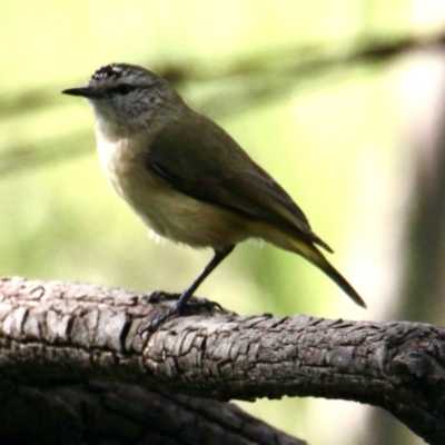 Acanthiza chrysorrhoa (Yellow-rumped Thornbill) at Table Top, NSW - 6 Oct 2021 by PaulF