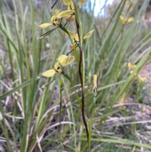 Diuris sp. (hybrid) at Bruce, ACT - 7 Oct 2021