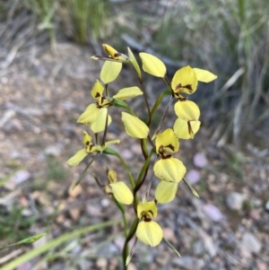 Diuris sp. (hybrid) at Bruce, ACT - 7 Oct 2021