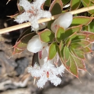 Styphelia nesophila at Booth, ACT - 6 Oct 2021