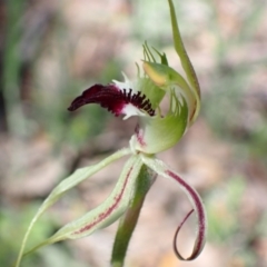 Caladenia atrovespa (Green-comb Spider Orchid) at Wanniassa Hill - 7 Oct 2021 by AnneG1