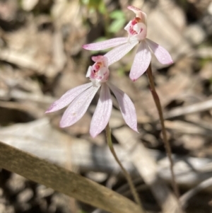 Caladenia fuscata at Tuggeranong DC, ACT - suppressed