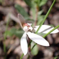 Caladenia fuscata at Tuggeranong DC, ACT - suppressed