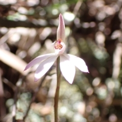 Caladenia fuscata at Tuggeranong DC, ACT - suppressed