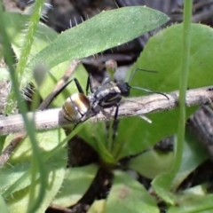 Polyrhachis ammon (Golden-spined Ant, Golden Ant) at Wanniassa Hill - 7 Oct 2021 by AnneG1