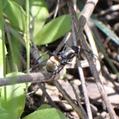 Polyrhachis ammon at Fadden, ACT - 7 Oct 2021