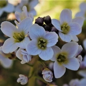 Cardamine sp. at Mount Clear, ACT - 6 Oct 2021 11:55 AM