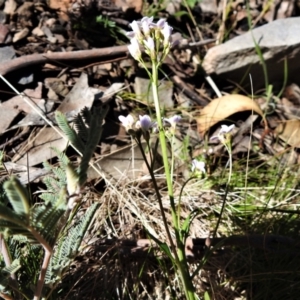 Cardamine sp. at Mount Clear, ACT - 6 Oct 2021 11:55 AM