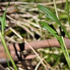 Cardamine sp. at Mount Clear, ACT - 6 Oct 2021 11:55 AM