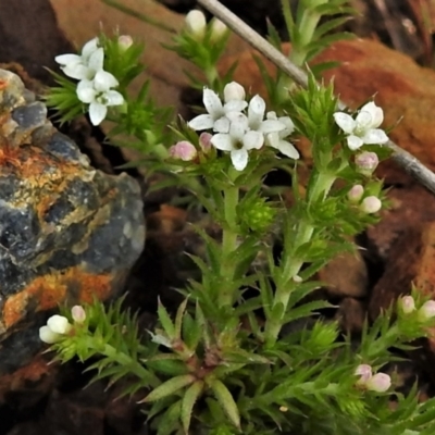 Asperula scoparia (Prickly Woodruff) at Booth, ACT - 3 Oct 2021 by JohnBundock