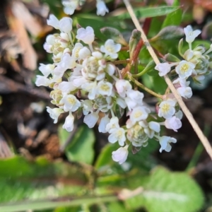 Poranthera microphylla at Moncrieff, ACT - 7 Oct 2021