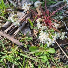 Poranthera microphylla at Moncrieff, ACT - 7 Oct 2021